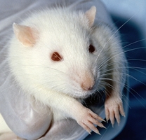White rat